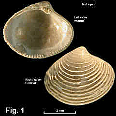 8110-1.jpg (763847 bytes)