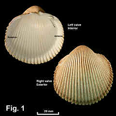 8168-1.jpg (578274 bytes)