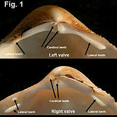 8188-1.jpg (739842 bytes)