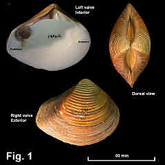 8088-1.jpg (665248 bytes)