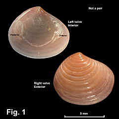 8097-1.jpg (574229 bytes)