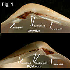 8196-1.jpg (690280 bytes)