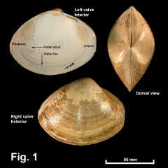 8198-1.jpg (593598 bytes)