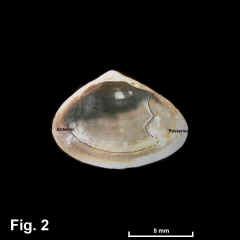 8207-1.jpg (290393 bytes)