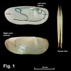 8226-1.jpg (490450 bytes)