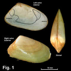 8234-1.jpg (646724 bytes)