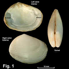 8237-1.jpg (555899 bytes)