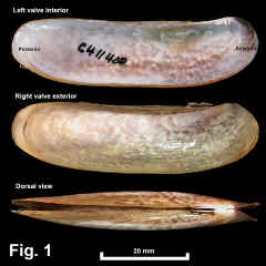 8247-1.jpg (722915 bytes)