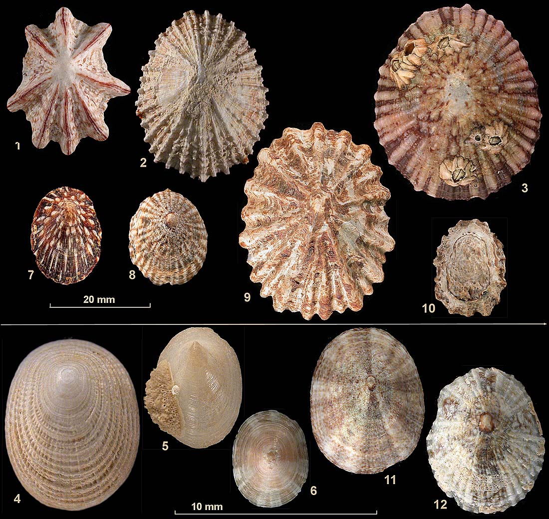 Patellogastropoda