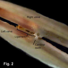 8292-1.jpg (781304 bytes)