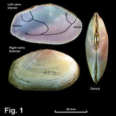 8302-1.jpg (632204 bytes)