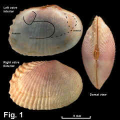 8330-1.jpg (753639 bytes)