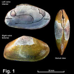 8333-1.jpg (670755 bytes)