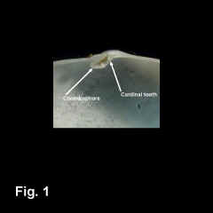 8286-2.jpg (198069 bytes)