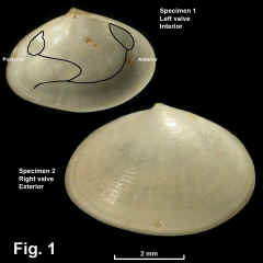 8290-1.jpg (582851 bytes)