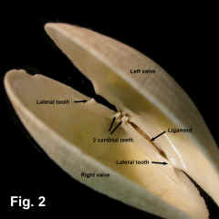 8253-1.jpg (544776 bytes)