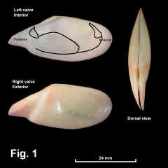 8260-1.jpg (462609 bytes)