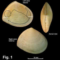 8263-1.jpg (648792 bytes)